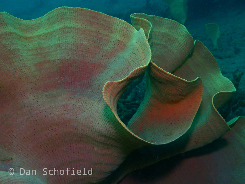 elephant ear sponge