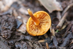 Gymnopilus eucalyptorum