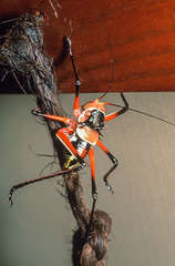 Acanthoplus discoidalis