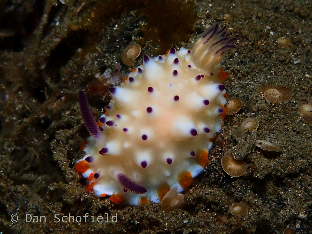 Beau Vallon Magnificent Slug
