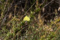Colias harfordii