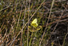 Colias harfordii