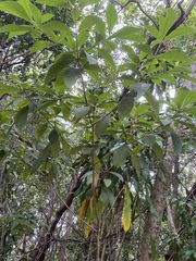Alstonia muelleriana