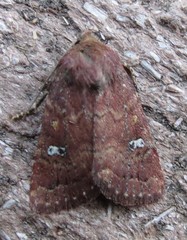 Pseudorthodes irrorata