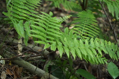 Diplopterygium glaucum