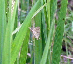 Protodeltote albidula