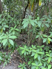 Alstonia muelleriana