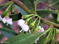 Myoporum montanum
