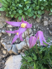 Clematis occidentalis