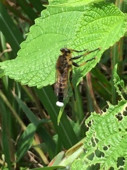Promachus yesonicus