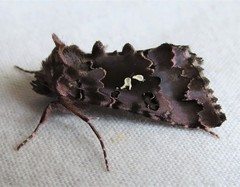 Autographa corusca