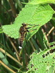 Promachus yesonicus