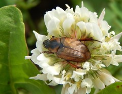 Strigoderma arbicola
