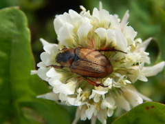Strigoderma arbicola