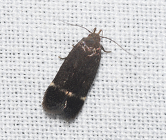 Anacampsis lupinella
