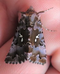 Autographa corusca