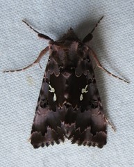 Autographa corusca