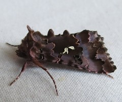 Autographa corusca