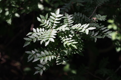 Zanthoxylum piperitum