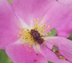 Merhynchites bicolor