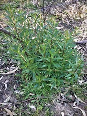 Myoporum montanum