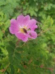 Merhynchites bicolor