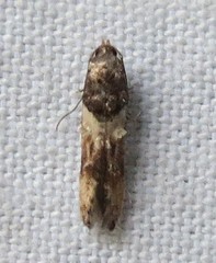 Walshia miscecolorella