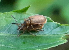 Neogalerucella