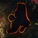 アカククリ