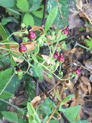 Scrophularia atrata