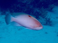 Pseudanthias hypselosoma