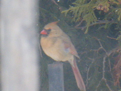 Cardinalis cardinalis