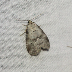 Hyperstrotia pervertens