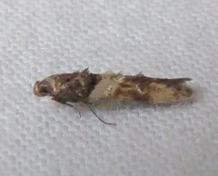 Walshia miscecolorella