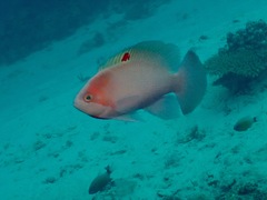 Pseudanthias hypselosoma