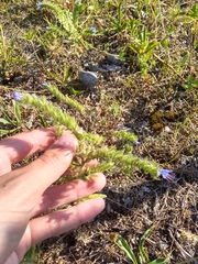 Echium vulgare