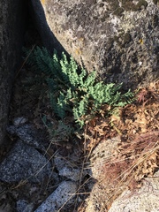 Pellaea bridgesii