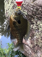 Lepomis gibbosus × macrochirus