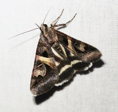 Drasteria grandirena