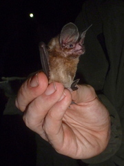 Pygmy Round-Eared Bat photo 4