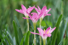 Zephyranthes carinata