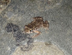 Duttaphrynus melanostictus