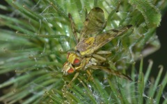 Terellia tussilaginis