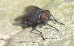 Protocalliphora azurea