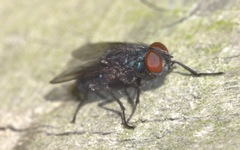Protocalliphora azurea
