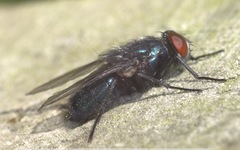 Protocalliphora azurea