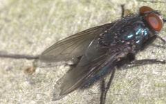 Protocalliphora azurea