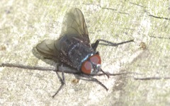 Protocalliphora azurea