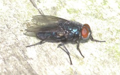 Protocalliphora azurea
