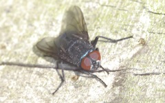 Protocalliphora azurea